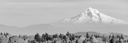 Black and white landscape photograph of a snow-capped mountain rising above a forested foreground.